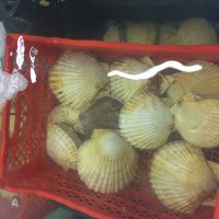 Гребешок живой