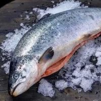 Форель 2/3 Мурманская (охлажденная)