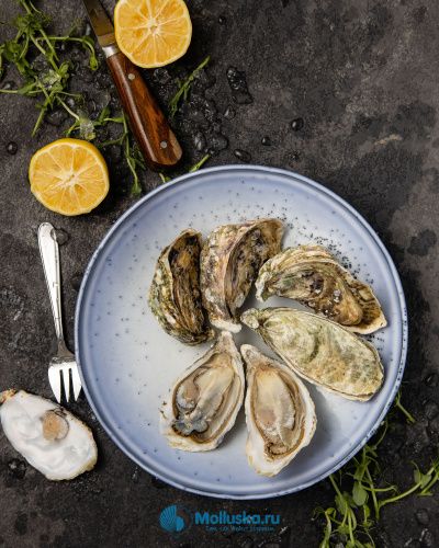 Устрица Касабланка
