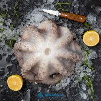 Осьминог 2-3 кг Марокко