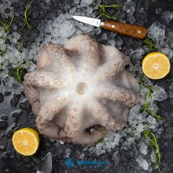 Осьминог 2-3 кг Марокко