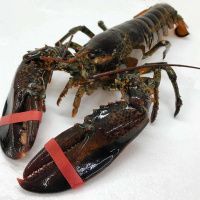 Лобстер живой (канадский)  400 - 1000 гр