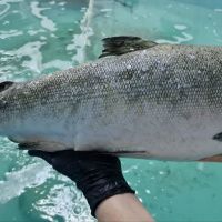 Кижуч тихоокеанский потр.б/г с/м (1,5-2,5 кг)