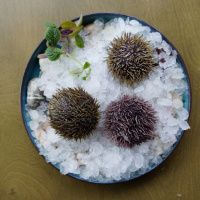 Еж морской (80-130 гр)