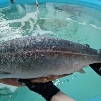 Форель морская радужная, ПБГ, с/м, 1.8-2.7 кг/шт