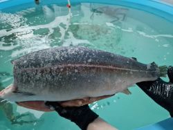 Форель морская радужная, ПБГ, с/м, 1.8-2.7 кг/шт