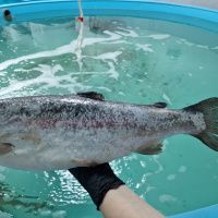 Форель морская радужная, ПБГ, с/м, 1.4-1.8 кг/шт