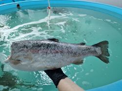 Форель морская радужная, ПБГ, с/м, 1.4-1.8 кг/шт