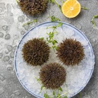 Еж морской (80-130 гр)