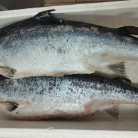 Лосось PREMIUM 5-6 кг/шт