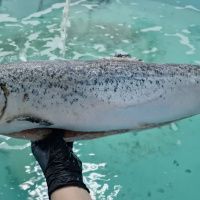 Лосось PREMIUM 2-3 кг/шт