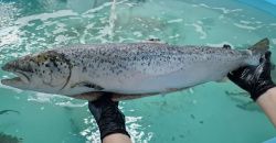 Лосось PREMIUM 2-3 кг/шт