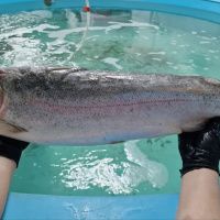 Форель морская с/м, 3-4 кг/шт