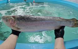 Форель морская с/м, 3-4 кг/шт